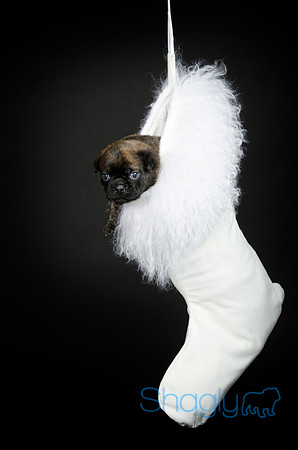 Baby Puggy Project-32