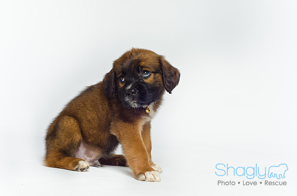 Stclouds Rescue Puppies-19