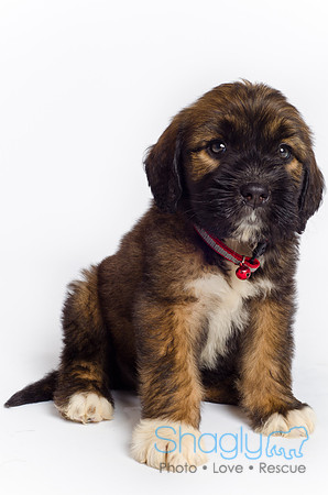Stclouds Rescue Puppies-49
