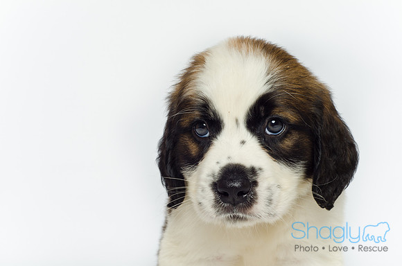 Stclouds Rescue Puppies-24