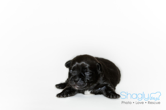 Shagly Photography DFW Pug Rescue puppies-11