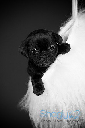 Baby Puggy Project-10