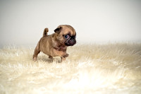 Baby Puggie Project-21