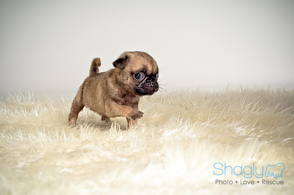 Baby Puggie Project-21