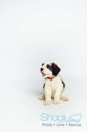 Stclouds Rescue Puppies-2