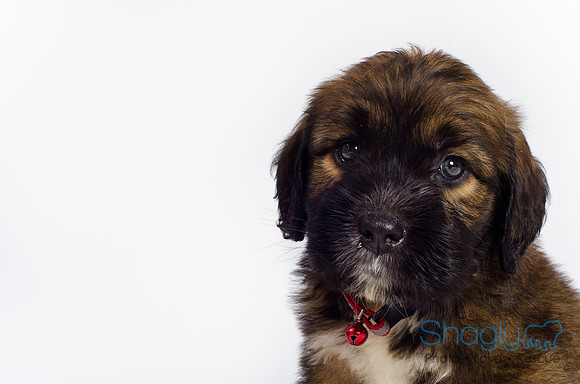 Stclouds Rescue Puppies-52