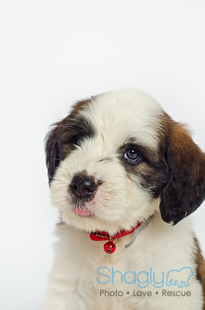 Stclouds Rescue Puppies-8