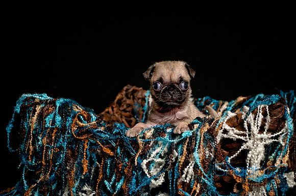 Baby Puggie Project