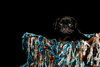 Baby Puggie Project-10