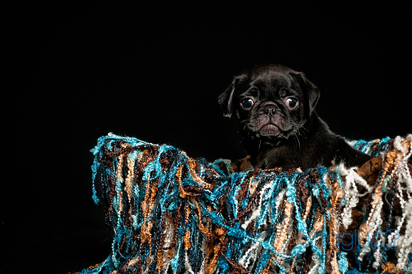 Baby Puggie Project-10