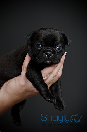 Baby Puggy Project-42