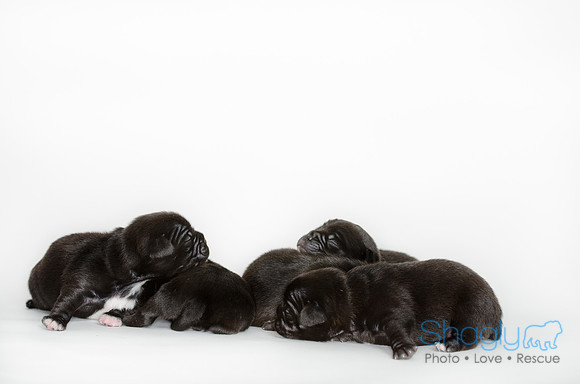 Shagly Photography DFW Pug Rescue puppies-2