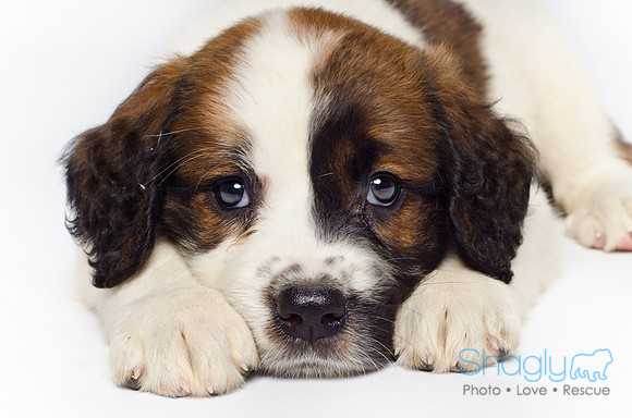 Stclouds Rescue Puppies-39