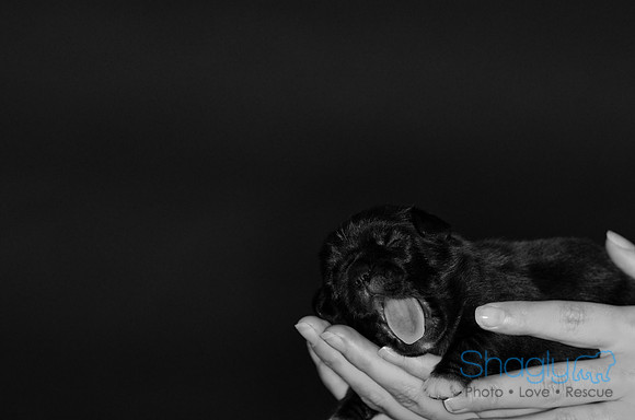 Shagly Photography DFW Pug Rescue puppies-10
