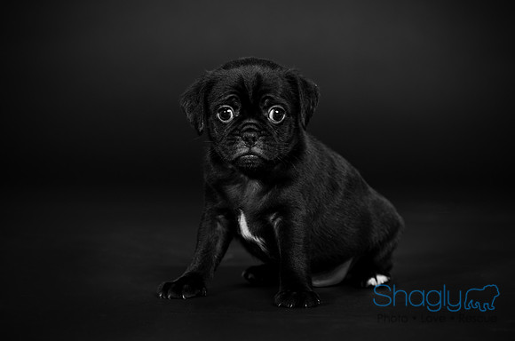 Baby Puggy Project-13
