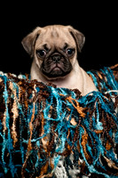 Baby Puggie Project-17