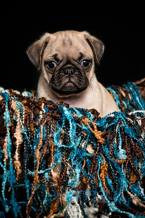 Baby Puggie Project-17