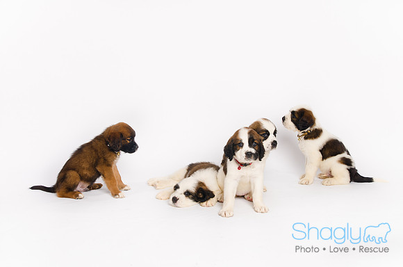 Stclouds Rescue Puppies-64
