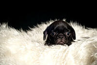 Baby Puggie Project-9