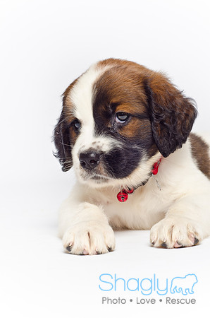 Stclouds Rescue Puppies-43