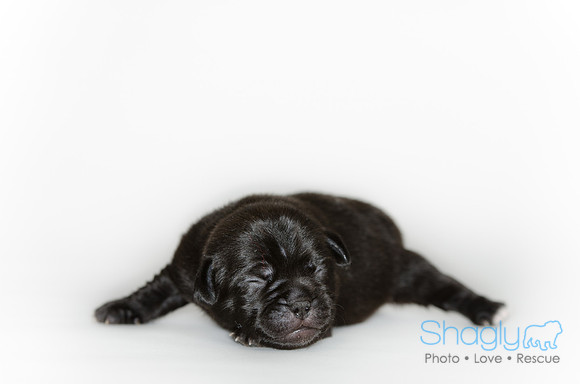 Shagly Photography DFW Pug Rescue puppies-6