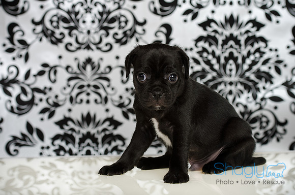 Baby Puggy Project-16