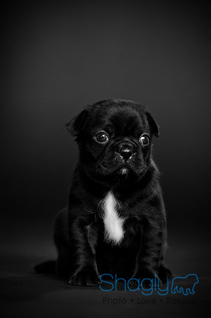 Baby Puggy Project-45