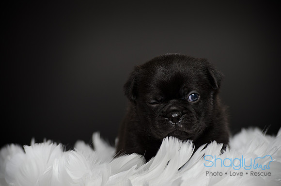 Baby Puggy Project-50