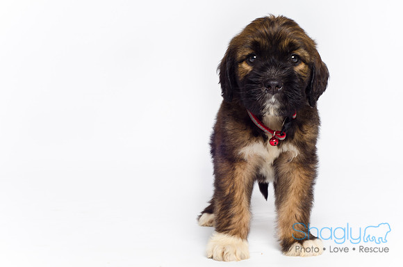 Stclouds Rescue Puppies-48