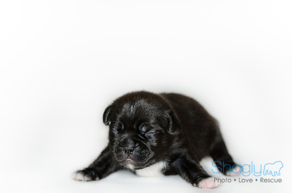 Shagly Photography DFW Pug Rescue puppies-9