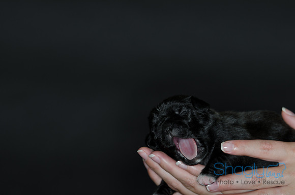 Shagly Photography DFW Pug Rescue puppies-9