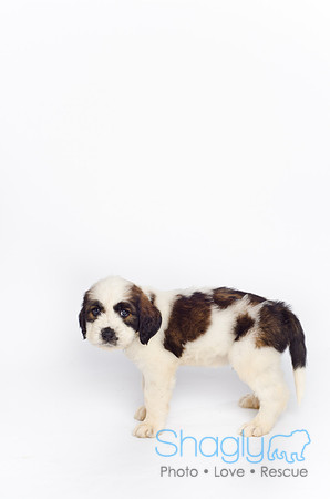Stclouds Rescue Puppies-54