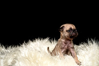Baby Puggie Project-5