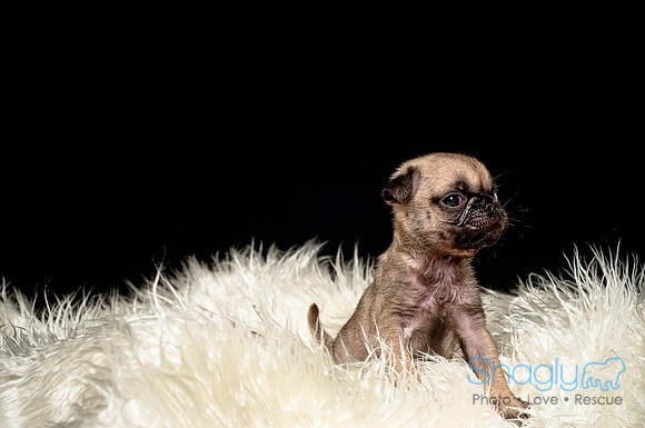 Baby Puggie Project-5