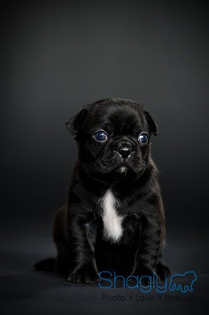 Baby Puggy Project-44