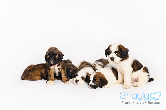 Stclouds Rescue Puppies-66