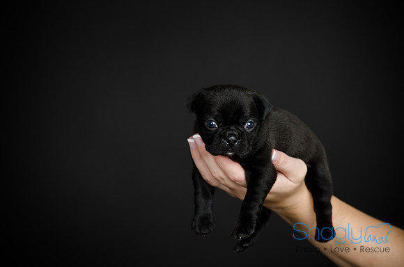 Baby Puggy Project-41