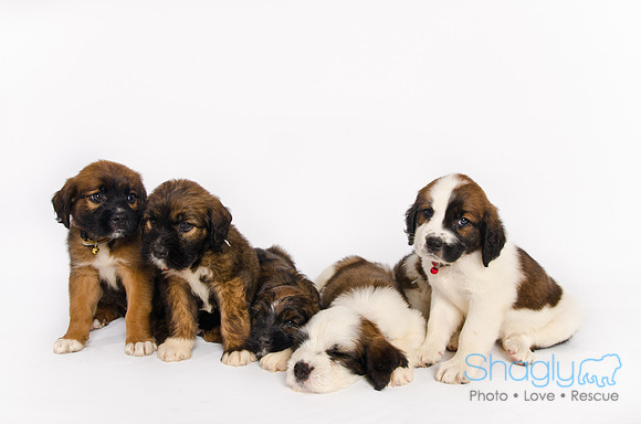 Stclouds Rescue Puppies-72