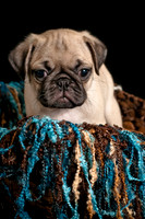 Baby Puggie Project-16