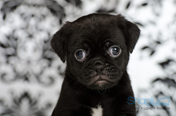 Baby Puggy Project-28