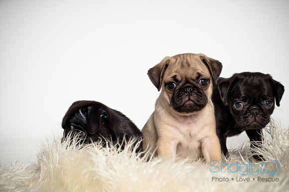 Baby Puggie Project-37
