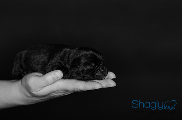 Shagly Photography DFW Pug Rescue puppies-6