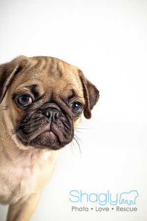 Baby Puggie Project-24