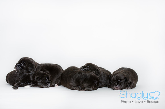 Shagly Photography DFW Pug Rescue puppies-1