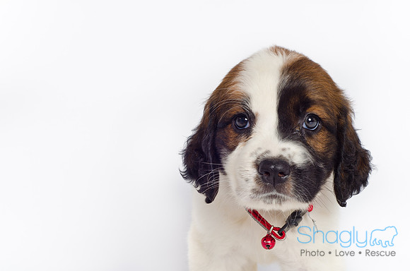 Stclouds Rescue Puppies-34
