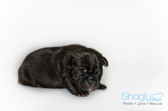 Shagly Photography DFW Pug Rescue puppies-5