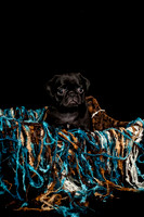 Baby Puggie Project-12