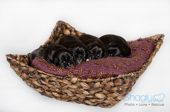 Shagly Photography DFW Pug Rescue puppies-13