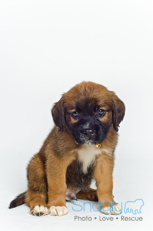 Stclouds Rescue Puppies-20