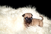 Baby Puggie Project-7